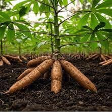 Cassava, Other Crops & Livestock Farming