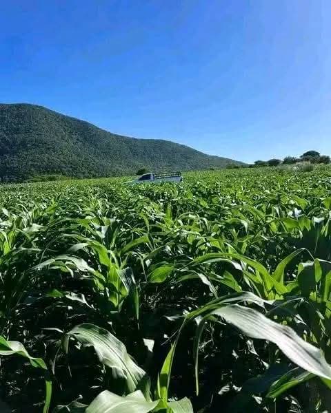 Farmers working